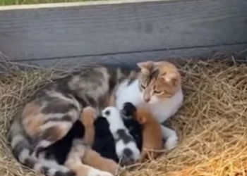 E2703002 This Border Collie risked everything to save a cat mom from a cougar (Part 2)