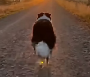 E2703001 Hero Border Collie Saves a Cat Mom From Cougar (Part 2)