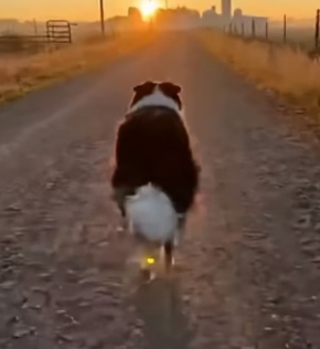 E2703001 Hero Border Collie Saves a Cat Mom From Cougar (Part 2)