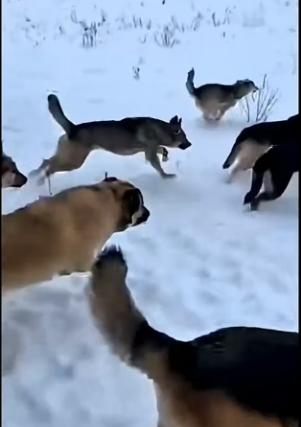 E2703005 Ibunya du Culik (Part 2)