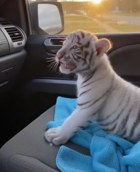 K0104010 Oprah Winfrey is about to give this hero a standing ovation (Part 2)