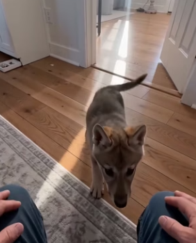 K0104009 Keanu Reeves would stop traffic for this little one (Part 2)