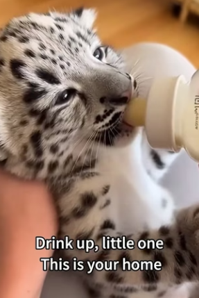 P0604004 Snow leopart.. (Part 2)