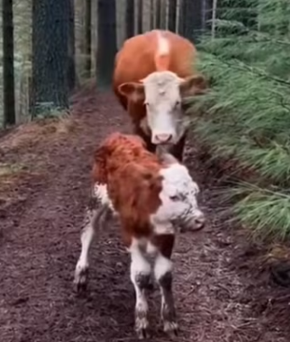 P0104008 Even Elon Musk couldn’t ignore this cry for help. (Part 2)