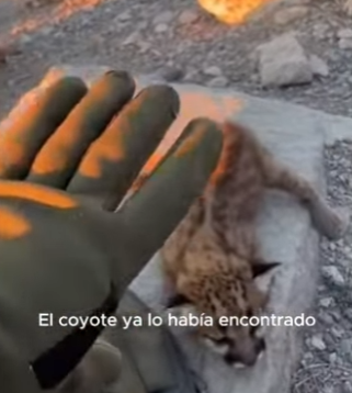 P0604005 Un cachorro de leopardo fue abandonado por su madre, por lo que se (Part 2)