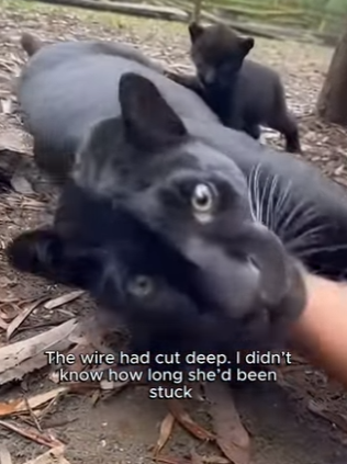 P0604010 Im really glad helped two lovely animals Today felt (Part 2)