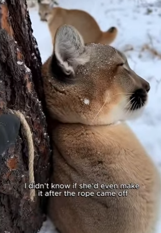 P0604011 Im glad helped cougar its baby Im grateful today (Part 2)