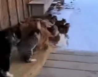 K0504004 Moment when Cats rescued Puppy (Part 2)