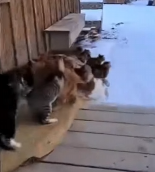 K0504004 Moment when Cats rescued Puppy (Part 2)