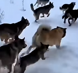 K0504003 kitten sought out dog to save its mother (Part 2)