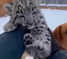 K0504002 saved leopard cub wolves (Part 2)