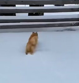 E2703012 Ketua Oyen (Part 2)