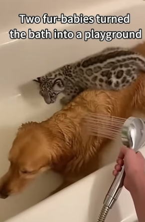 E2703010 Snow leopart (Part 2)