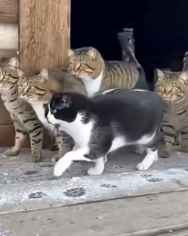 E2703009 Ketua Oyen (Part 2)