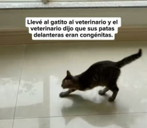R0604003 stray cat asked me to help his kitten only three legs (Part 2)