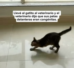 R0604003 stray cat asked me to help his kitten only three legs (Part 2)