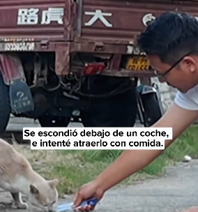 R0604005 cat seems to have something strange wrapped around its waist oh my (Part 2)