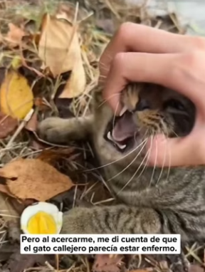 R0604001 At first, thought they were just playing. But when got closer (Part 2)