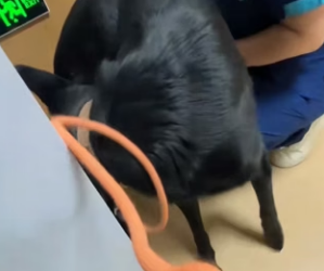 R0604002 My dog had gastric torsion, but luckily noticed unusual sympt (Part 2)
