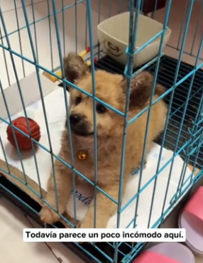 R0604004 adopted stray dog, then (Part 2)