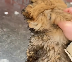 A1703002 I found an abandoned puppy on the street. He ran towards me, and then (Part 2)