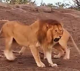 A0604003 tragic fate of old Lion King. (Part 2)