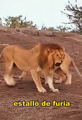 A0604003 tragic fate of old Lion King. (Part 2)