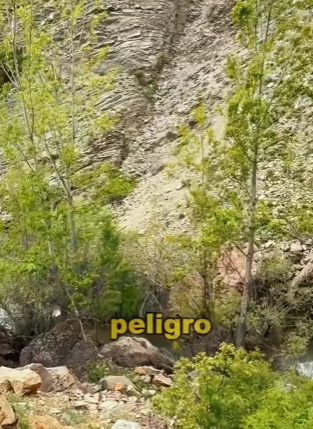 A0604001 Snow leopard chasing argali sheep. (Part 2)