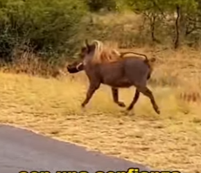 A0604002 Warthogs, most arrogant animals on savanna. (Part 2)