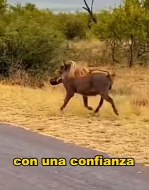 A0604002 Warthogs, most arrogant animals on savanna. (Part 2)