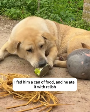 A0604005 found stray dog huge tumor hanging on his body (Part 2)