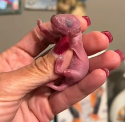A0604006 newborn squirrel baby was abandoned in an anthill, rescued him an (Part 2)