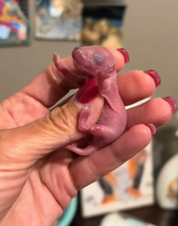 A0604006 newborn squirrel baby was abandoned in an anthill, rescued him an (Part 2)