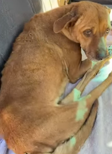 M0604006 Katy Perry would see the Spark returning to these hollow eyes. (Part 2)