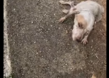 Rescatando Lupita (Part 2)