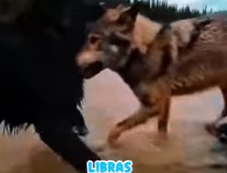 V0604002 El latido que la devolvió la vidaPerro ahoga un lobo para salvar (Part 2)