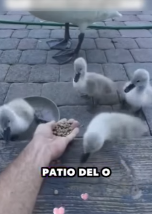 V0604006 Este Hombre Ayuda Una Mama Pato (Part 2)