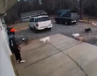 V0604001 Este hombre fue acorralado por un grupo de perros. (Part 2)