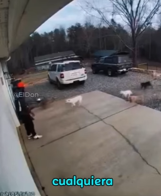 V0604001 Este hombre fue acorralado por un grupo de perros. (Part 2)