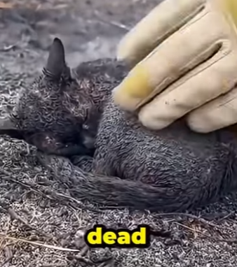 V0604005 La madre que se dejó quemar viva para salvar su bebé (Part 2)