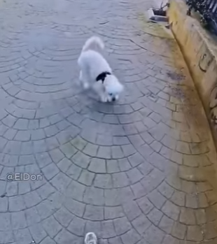 V0604004 El control de este perro malinois es increíble (Part 2)