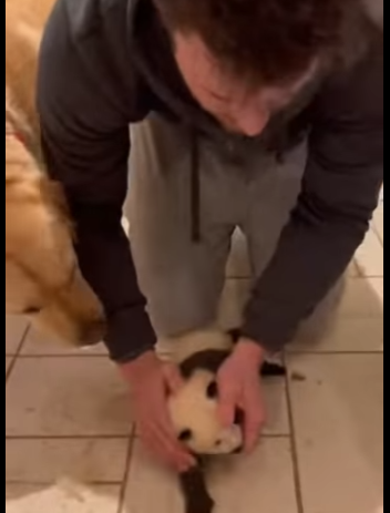 F0604003 My dog ran into storm..and came back baby panda in his mouth (Part 2)