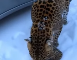 F0604002 mother leopard carried her cub to my door (Part 2)