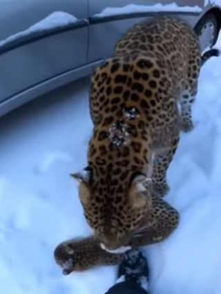 F0604002 mother leopard carried her cub to my door (Part 2)