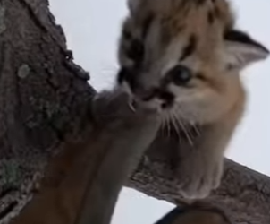 F0604001 Found baby cougar hanging over nothing (Part 2)