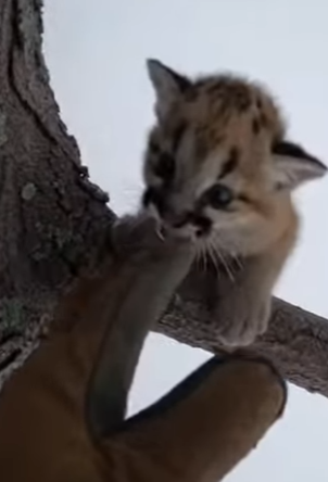 F0604001 Found baby cougar hanging over nothing (Part 2)