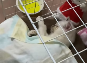 D0404008 Rescue stray cat turns out love can truly grow flesh blood  (Part 2)