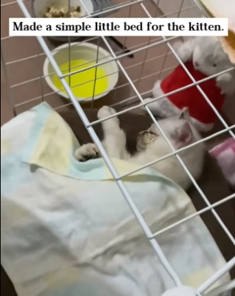 D0404008 Rescue stray cat turns out love can truly grow flesh blood (Part 2)