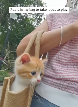 D0404006 Rescuing kitten trapped in stone! (Part 2)