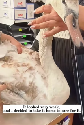 D0404005 rescued swan stuck in tree,what happened after released it (Part 2)